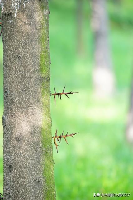 撒谎(短篇小说)