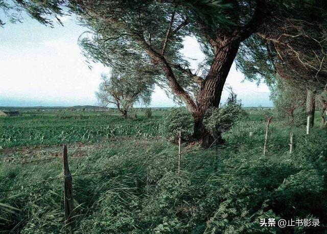 李娟《阿勒泰的角落》：绿色就是大地上最广阔、最感人的自由呀