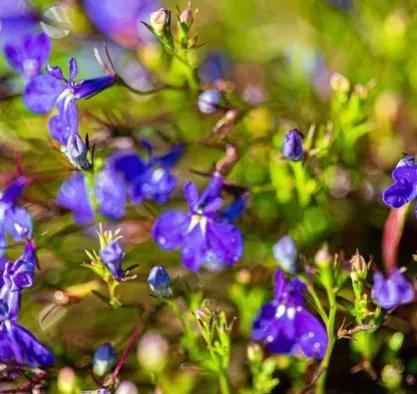 “家有半枝莲，可以伴蛇眠”，半枝莲是什么？真有那么神奇吗？