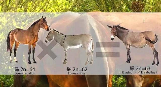 “人兽杂交”是何目的?苏联5名女性主动请缨,日本搞起胚胎试验