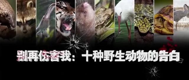 “别再伤害我！”听，它们的惊心告白……