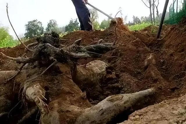 # 广西农民挖出400斤“树根”5天卖了68万，这背后是怎样的故事？