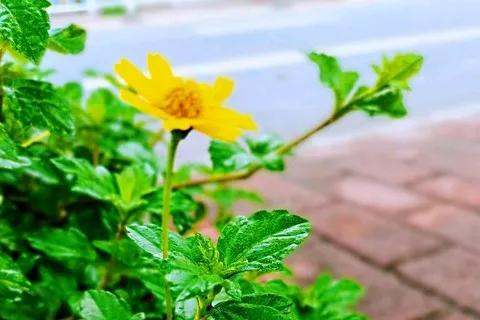 对方还没有放弃你，你会拒绝吗？