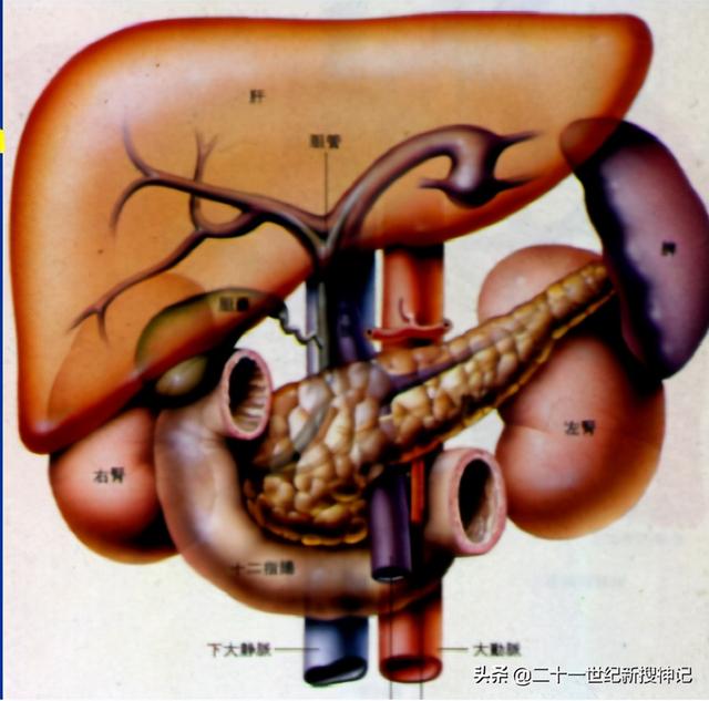 性命之谜（廿四）脾脏：五脏中的小透明，却有大名鼎鼎的神灵代表