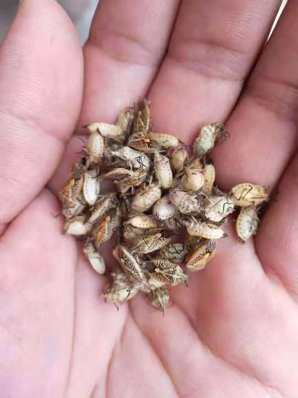 随处可见的臭屁虫，现在怎么消失了？云南人当美食吃到300元一斤