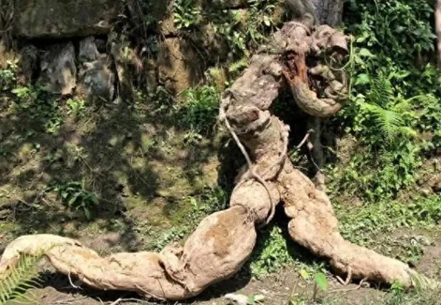 # 广西农民挖出400斤“树根”5天卖了68万，这背后是怎样的故事？