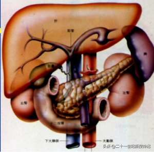 脾的真实图片(性命之谜（廿四）脾脏：五脏中的小透明，却有大名鼎鼎的神灵代表)