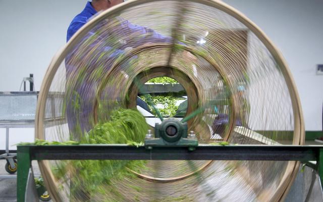 为何现在的茶没有以前的好喝？20年喝茶经验的老茶客，深度分析