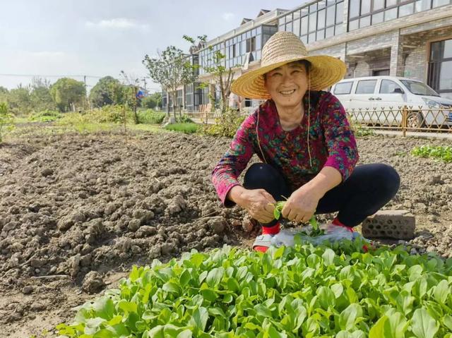 红柘、金稻、粉蔬，奉贤这个村的“庭院经济”有看头！