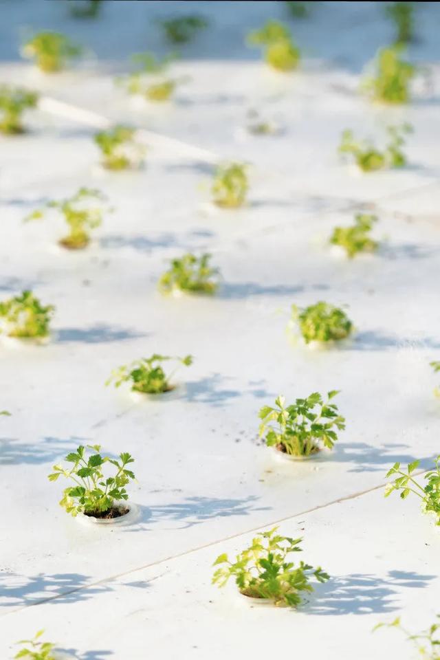 《种地吧》里的卓沅：成长在田园间的希望之光