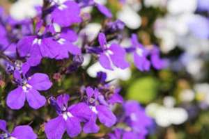 可伴(“家有半枝莲，可以伴蛇眠”，半枝莲是什么？真有那么神奇吗？)