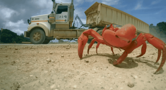 荒野间谍第二季-大迁徙队伍里的间谍红蟹