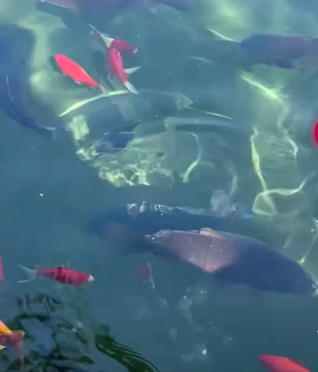 太搞笑了！国庆第一倒霉鬼，济南锦鲤吃撑而死，保安用证据劝游客