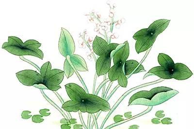 茶界泰斗张天福老先生与天山绿茶的不解之缘……