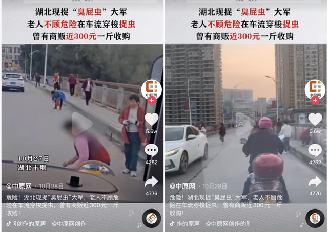 随处可见的臭屁虫，现在怎么消失了？云南人当美食吃到300元一斤