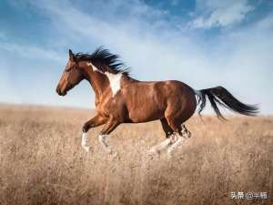 生驹(为什么有人说骡子怀孕必死？骡子真的不能生育吗？)