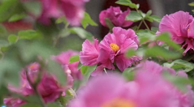 400多岁的明代牡丹“紫霞仙”绽放太原