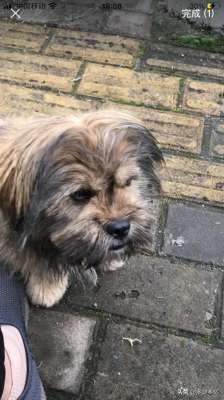 人狗奇缘(人狗奇缘)