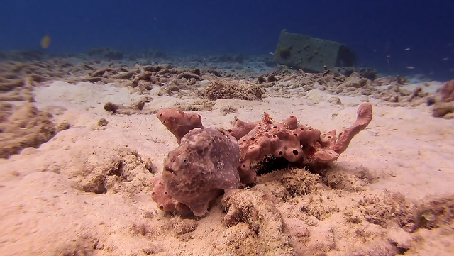 攻击速度最快的鱼，堪称“鱼界第一快嘴”，但它竟然不会游泳？