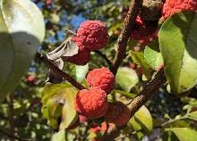 红柘、金稻、粉蔬，奉贤这个村的“庭院经济”有看头！