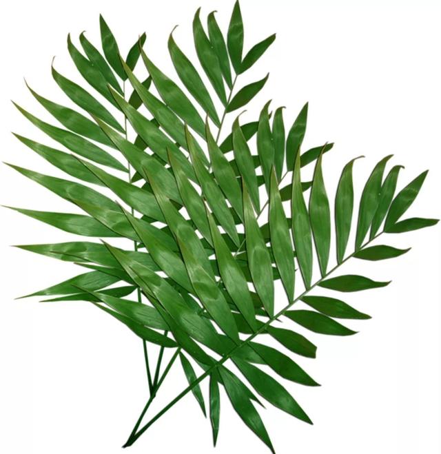 【信访文苑】君子如兰