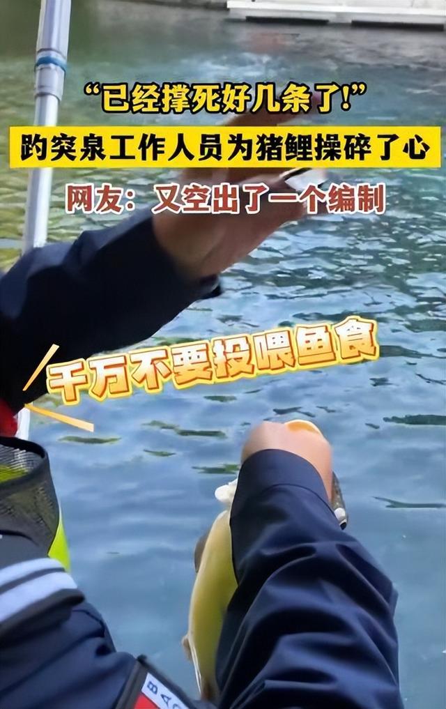 太搞笑了！国庆第一倒霉鬼，济南锦鲤吃撑而死，保安用证据劝游客