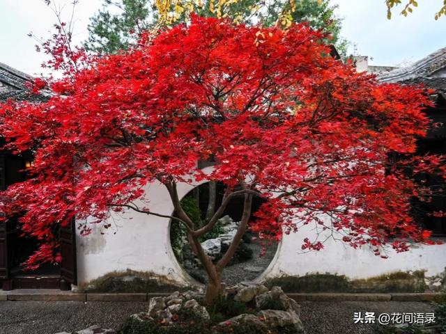 苏州园林因“红到极致的枫树走红”，拍照美如画，越看越漂亮