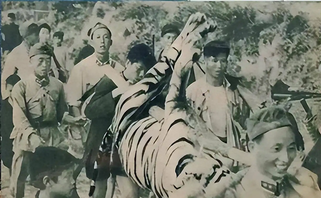 打虎英雄陈耆芳，为孙复仇打死138只老虎，周总理亲自接见