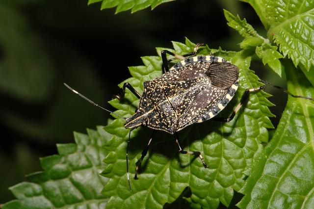 随处可见的臭屁虫，现在怎么消失了？云南人当美食吃到300元一斤