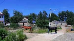 马玉米(扬州百万名马出逃南京偷吃玉米，村民：惹不起什么马这么名贵？)