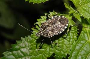 臭屁虫(随处可见的臭屁虫，现在怎么消失了？云南人当美食吃到300元一斤)