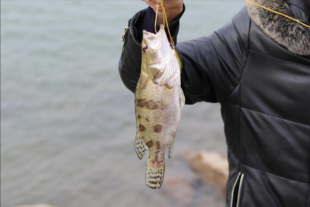 重庆男子，把泥鳅切碎打窝钓鳊鱼，这算不算泥鳅钓鱼？
