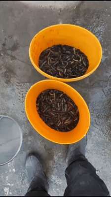 熊二钓鱼(重庆男子，把泥鳅切碎打窝钓鳊鱼，这算不算泥鳅钓鱼？)