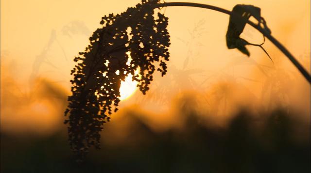 《红高粱》- 大少奶奶篇