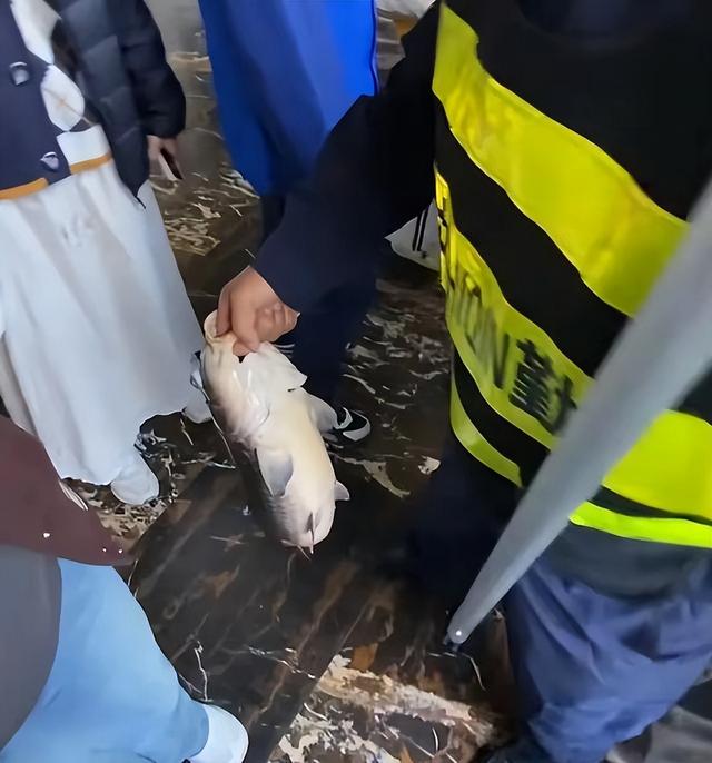 太搞笑了！国庆第一倒霉鬼，济南锦鲤吃撑而死，保安用证据劝游客