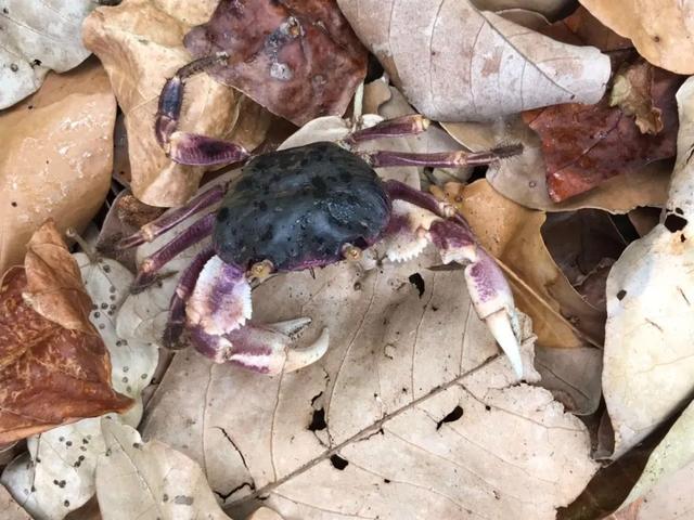 荒野间谍第二季-大迁徙队伍里的间谍红蟹