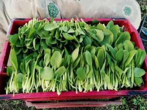 鸡毛图片(鸡毛菜，煮汤好？炒菜好？)