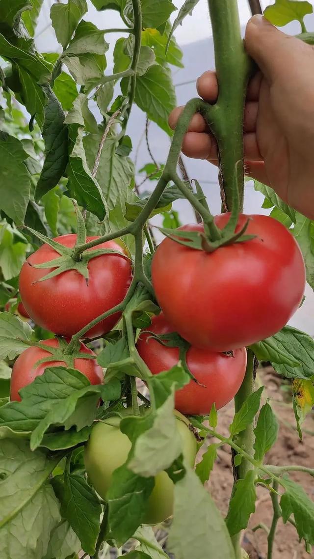 西红柿在各地的方言叫法，你知道几个？