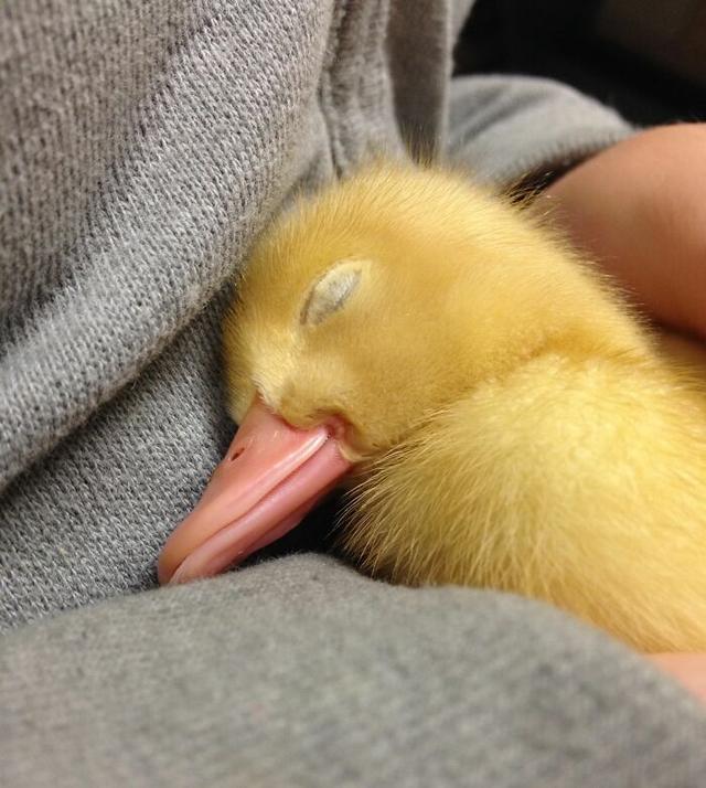 40张可爱的鸭子照片,温馨又治愈,心都融化了