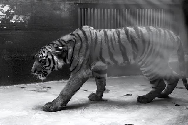 打虎英雄陈耆芳，为孙复仇打死138只老虎，周总理亲自接见