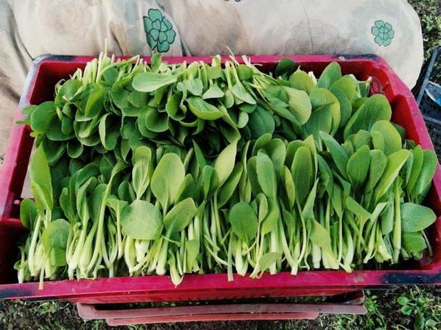 鸡毛菜，煮汤好？炒菜好？