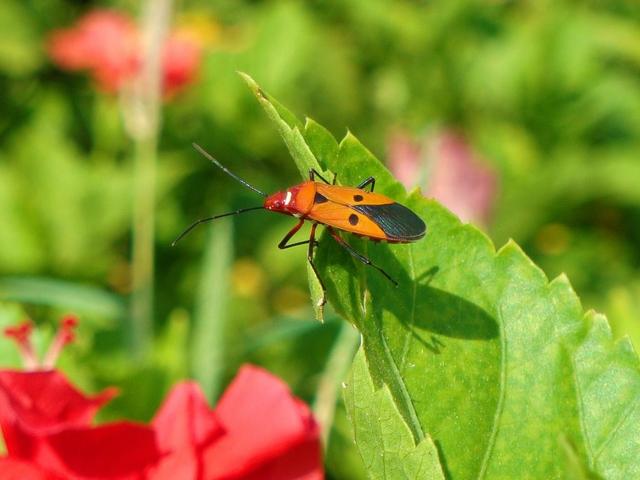 随处可见的臭屁虫，现在怎么消失了？云南人当美食吃到300元一斤