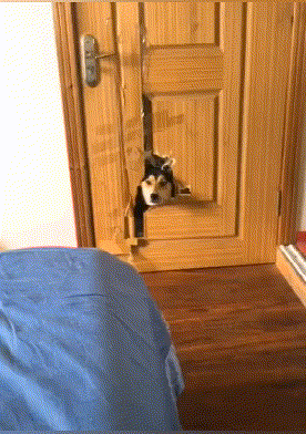 柳岩辽宁春晚小品《大腕来袭》中的护士装，演绎别样美丽