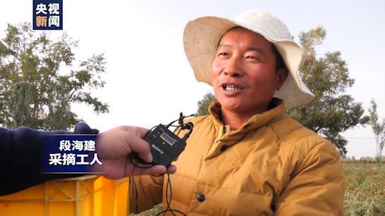 坐着高铁看中国丨行走“天路”最美青藏线！小小枸杞撑起戈壁绿洲