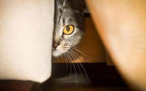 日本三级片小说(偷窥（小小说）)