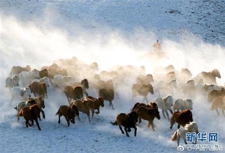 套马的汉子，你威武雄壮！