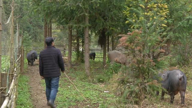 农家小伙养野性十足的跑山猪,陪猪看日落,60头可赚20多万