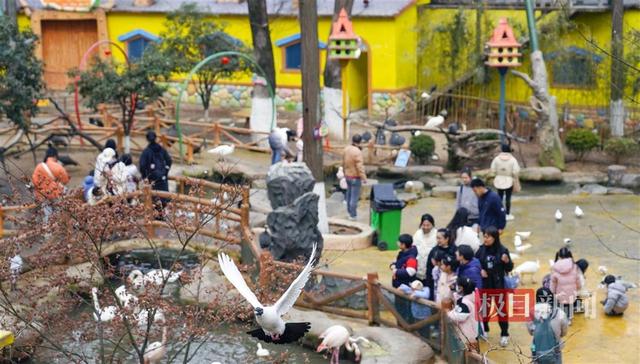 水中“福禄寿三星”报喜贺新春