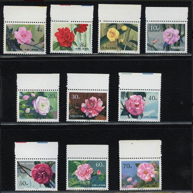 集邮记：白玫瑰读不懂山茶花