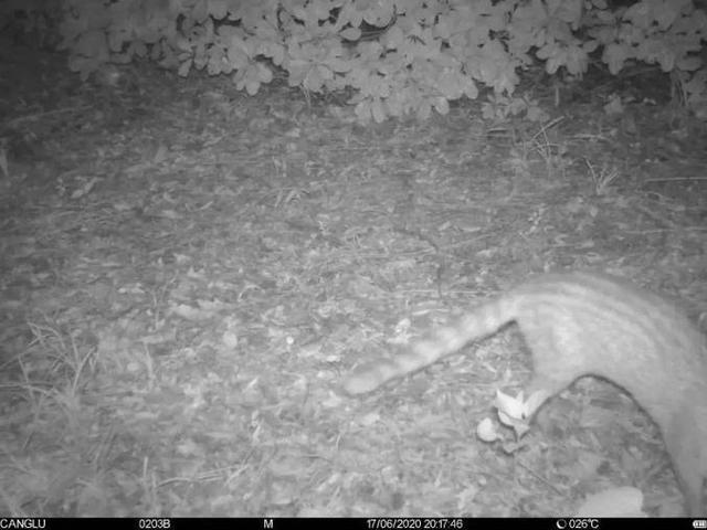 复旦校园惊现一级保护动物,原来学校才是“疯狂动物城”